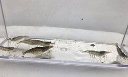 Amano Shrimp - Qty 4