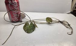 Photo 2 of Nymphaea Tiger Lotus – Red / Green leave