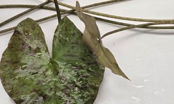 Nymphaea Tiger Lotus – Red / Green leave