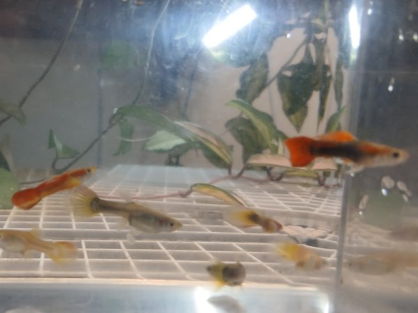 Guppy - Endlers cross