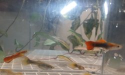Guppy - Endlers cross