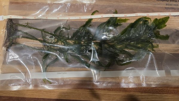 Water Fern - Bolbitis heudelotii HAP