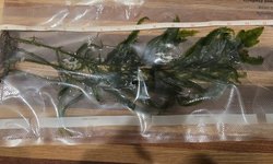 Water Fern - Bolbitis heudelotii HAP