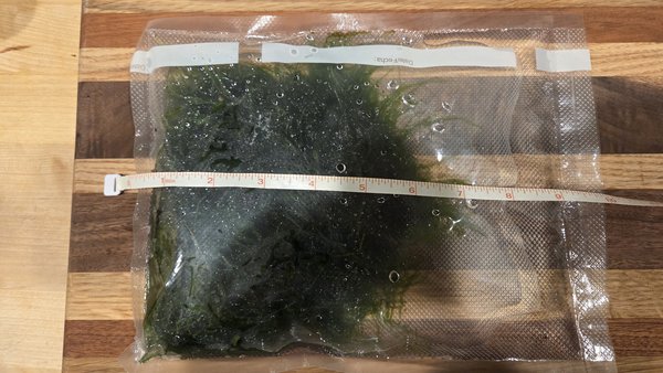 Moss - Taxiphyllum sp. 'Flame Moss'
