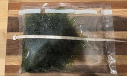 Moss - Taxiphyllum sp. 'Flame Moss'