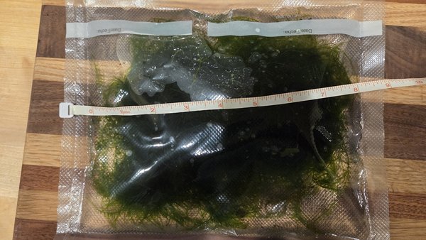 Moss - Taxiphyllum sp. 'Flame Moss'
