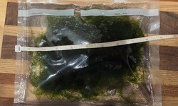 Moss - Taxiphyllum sp. 'Flame Moss'