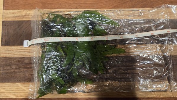 B Leaf Java Fern - Microsorum pteropus