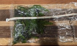 B Leaf Java Fern - Microsorum pteropus