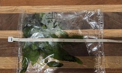 B Leaf Java Fern - Microsorum pteropus