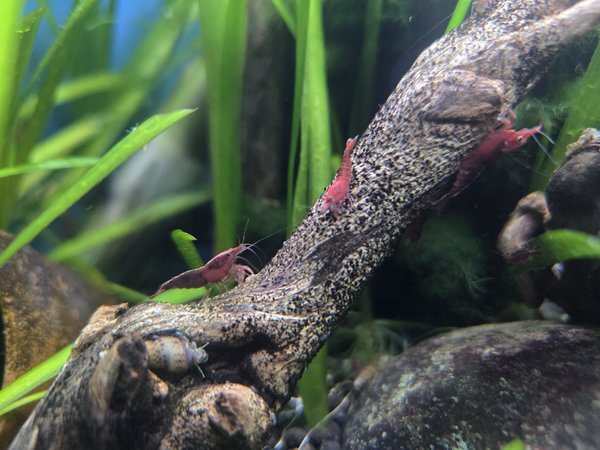 Lot of 10 -Painted Fire Red  Neocardinia