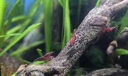 Photo 5 of Lot of 10 -Painted Fire Red  Neocardinia