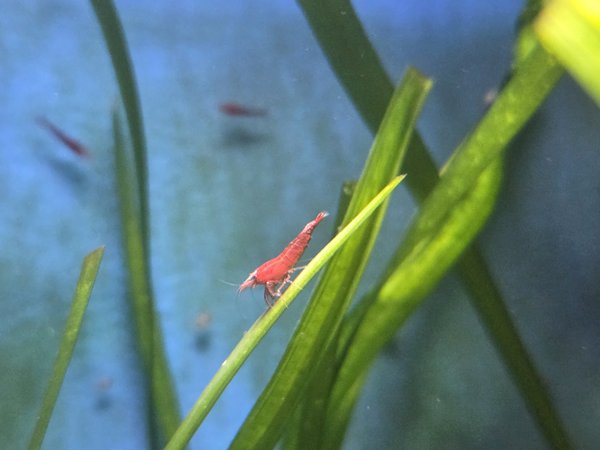 Lot of 10 -Painted Fire Red  Neocardinia