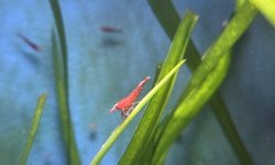 Photo 4 of Lot of 10 -Painted Fire Red  Neocardinia