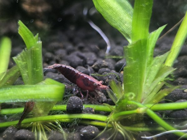 Lot of 10 -Painted Fire Red  Neocardinia