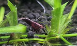 Photo 2 of Lot of 10 -Painted Fire Red  Neocardinia