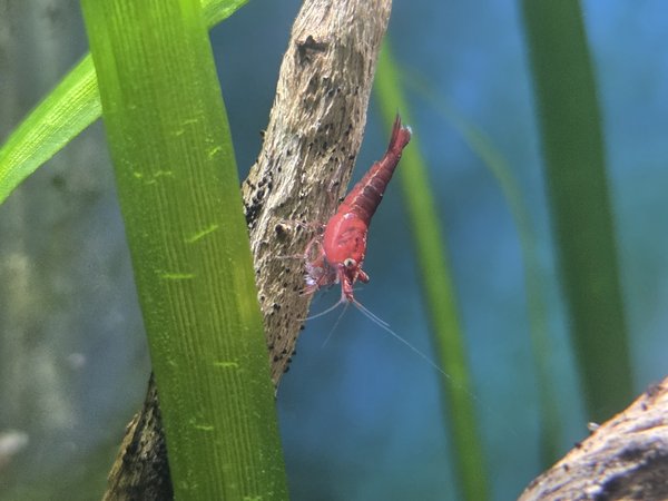 Lot of 10 -Painted Fire Red  Neocardinia