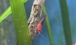 Lot of 10 -Painted Fire Red  Neocardinia