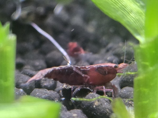 Lot of 10 -Painted Fire Red  Neocardinia