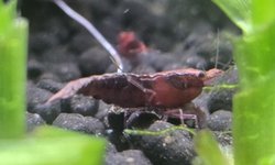 Photo 3 of Lot of 10 -Painted Fire Red  Neocardinia