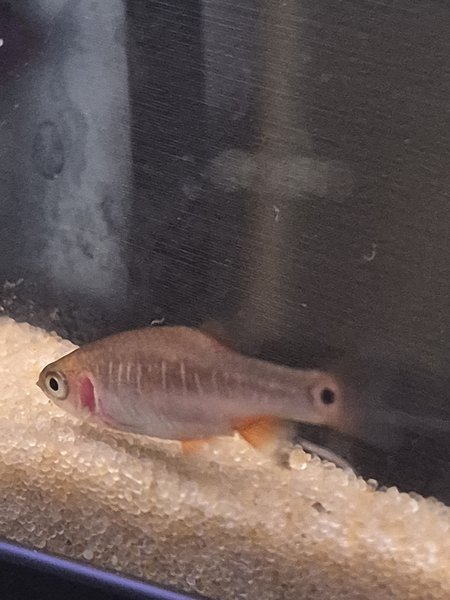 Dwarf Emerald Rasbora (8 Juvie)