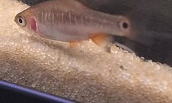 Dwarf Emerald Rasbora (8 Juvie)
