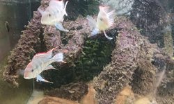 Red Head Tapajos