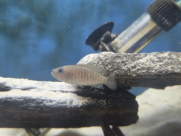 Lot of 4 - Neolamprologus multifasciatus