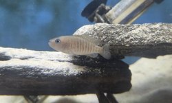 Photo 4 of Lot of 4 - Neolamprologus multifasciatus