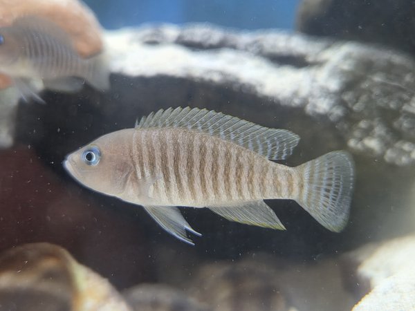 Lot of 4 - Neolamprologus multifasciatus