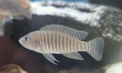 Lot of 4 - Neolamprologus multifasciatus
