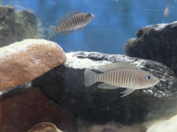 Lot of 4 - Neolamprologus multifasciatus