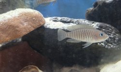 Photo 2 of Lot of 4 - Neolamprologus multifasciatus