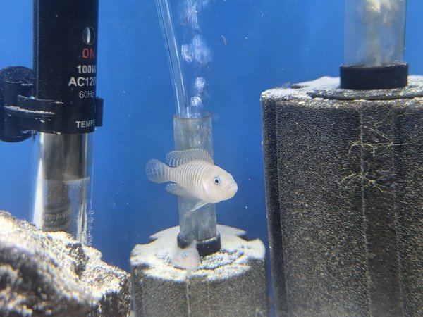 Lot of 4 - Neolamprologus multifasciatus