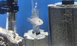 Photo 3 of Lot of 4 - Neolamprologus multifasciatus