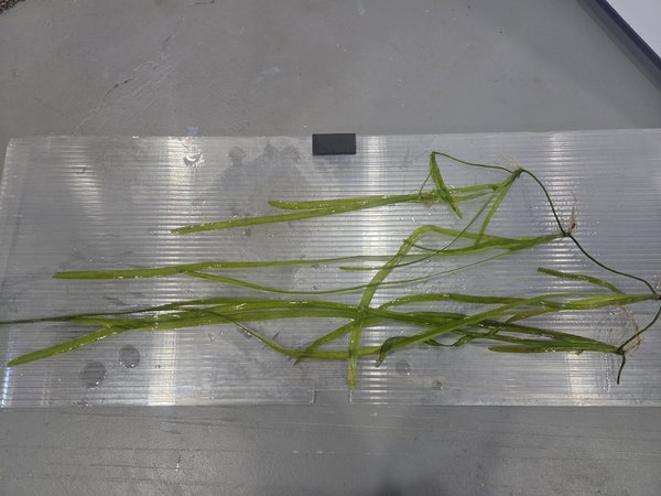 Group of Jungle Vallisneria