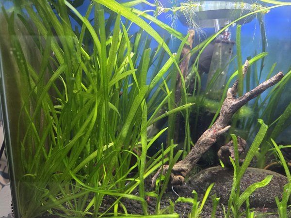 Group of Jungle Vallisneria