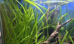 Group of Jungle Vallisneria