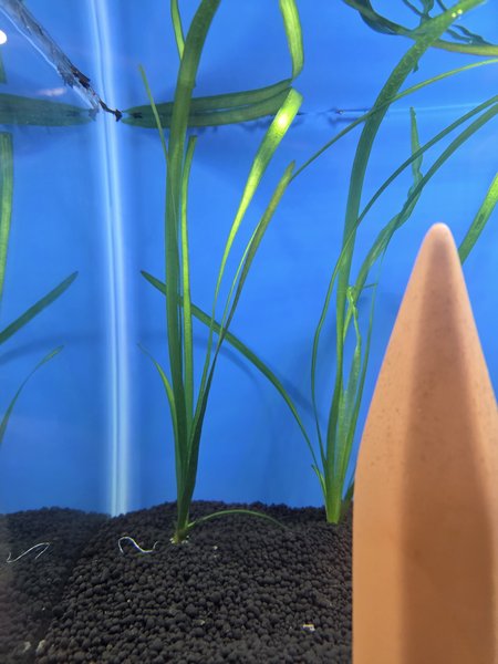 Group of Jungle Vallisneria