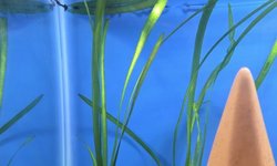 Photo 2 of Group of Jungle Vallisneria