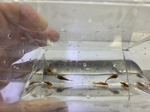 Qty 6 Calico / Super Red Ancistrus