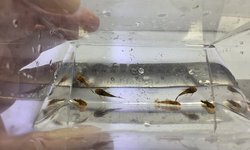 Photo 2 of Qty 6 Calico / Super Red Ancistrus