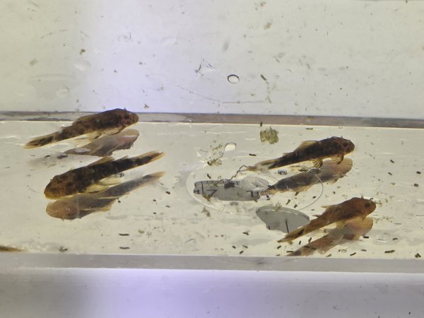 Qty 6 Calico / Super Red Ancistrus