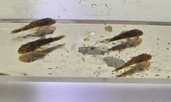 Qty 6 Calico / Super Red Ancistrus