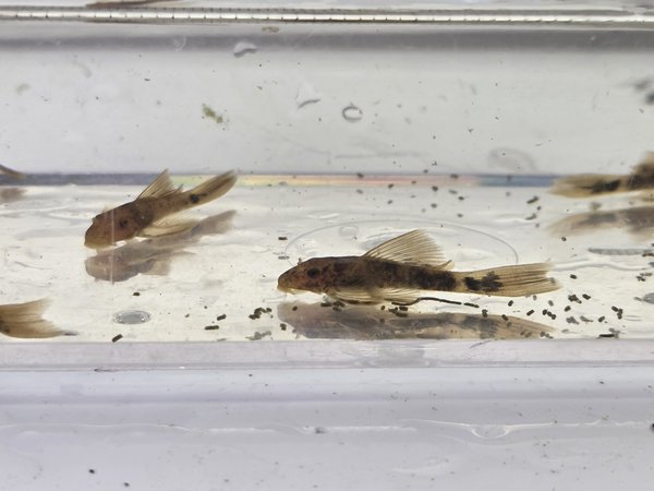 Qty 6 Long Fin Calico / SR Ancistrus