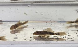 Qty 6 Long Fin Calico / SR Ancistrus