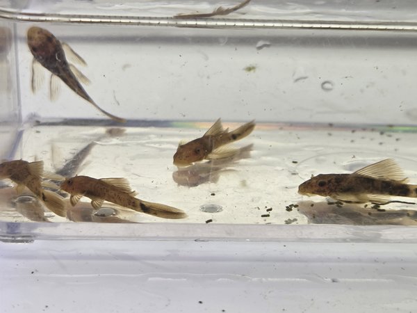 Qty 6 Long Fin Calico / SR Ancistrus