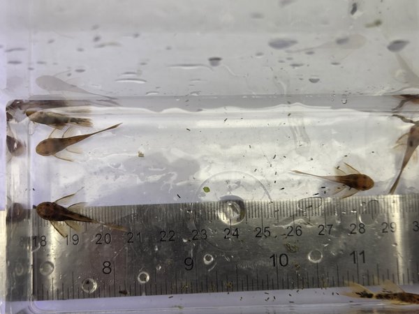 Qty 6 Long Fin Calico / SR Ancistrus