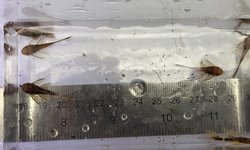 Photo 3 of Qty 6 Long Fin Calico / SR Ancistrus