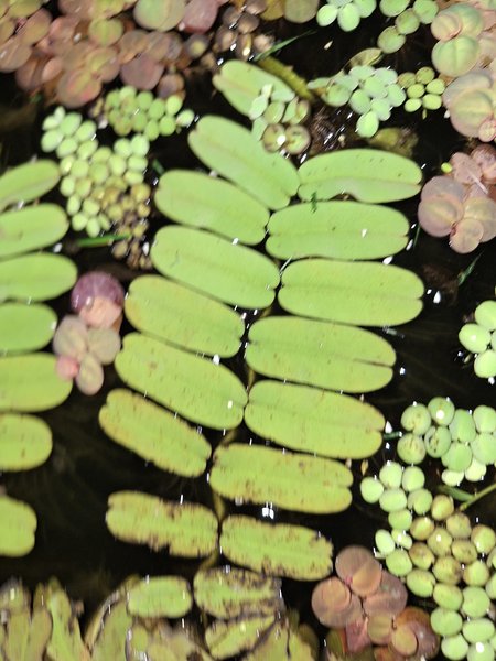 Brazilian Salvinia Oblongifolia #1